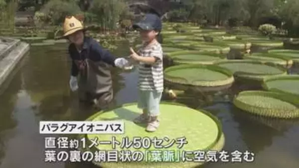「一寸法師みたいな気持ち」　世界最大の水草「パラグアイオニバス」に乗れる体験会　滋賀・草津市