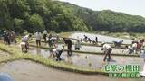「毛原の棚田で家族連れら田植え体験　福知山」の画像1