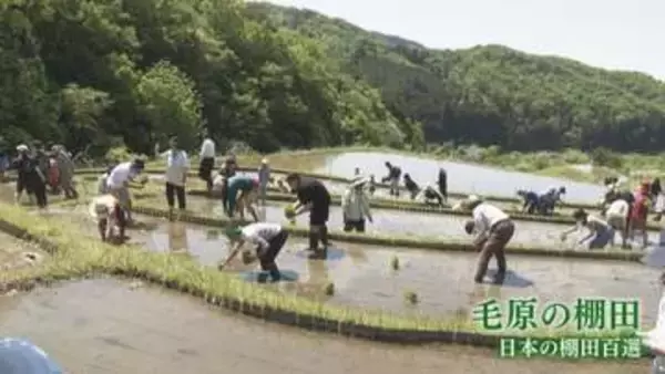 毛原の棚田で家族連れら田植え体験　福知山