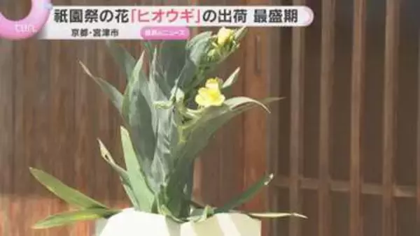 祇園祭の花「ヒオウギ」出荷最盛期　平安貴族の扇に似た「厄除けの花」として玄関先などに飾られる　京都・宮津市