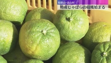 日本で唯一の飛び地・和歌山県北山村で特産品『じゃばら』の収穫始まる「邪を払う」地元の縁起物