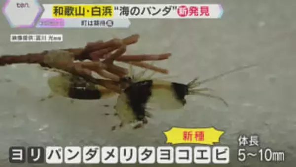 ”パンダロス”に揺れる和歌山・白浜町　新種の『白黒動物』を発見　パンダに代わる人気者になれる？