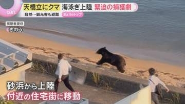 「子どもが怖がった」京都の有名観光地に体長約1.4メートルのクマ　砂浜から上陸…麻酔銃で捕獲