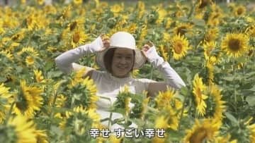 「幸せ、元気をもらいました」佐用町で一面に咲き誇るひまわり　京丹後市では特産のメロンの出荷最盛期
