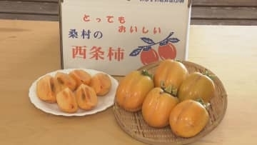 秋の味覚「西条柿」の収穫最盛期　朝晩の冷え込みで糖度増す　兵庫・丹波市