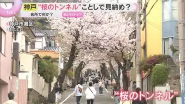 「なんか寂しい」“桜のトンネル”今シーズンで見納め？神戸の名所で何が…　半数超を伐採し植え直しへ