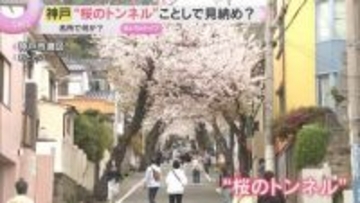 「なんか寂しい」“桜のトンネル”今シーズンで見納め？神戸の名所で何が…　半数超を伐採し植え直しへ