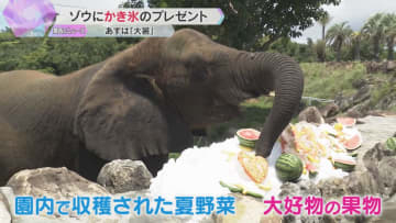アフリカゾウに約650キロの巨大かき氷をプレゼント　大好物の果物をトッピング、食欲も“ゾウ進”　あすは1年で最も暑い「大暑」