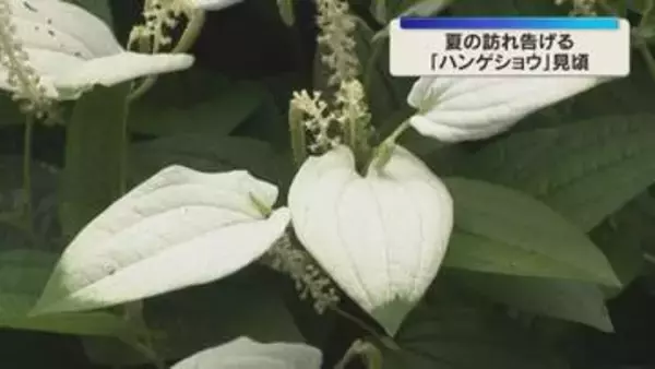 ハンゲショウ（半夏生・半化粧）見ごろ　梅雨～初夏に葉が白く色づく「大庄屋諏訪家屋敷」滋賀・守山市