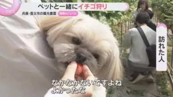 「すごい食べる」「なかなかない」ペットと一緒にイチゴ狩りができる観光農園にぎわう　兵庫・養父市