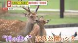 「【異変】市街地が“ミニ奈良公園”に！？シカが植え込みをムシャムシャ、駐輪場で出産も…原因は餌やり？現地を緊急取材」の画像1
