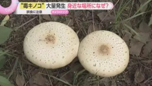 「絶対に食べないで」なぜ今こんなにキノコが？関西各地で白い毒キノコ大量発生　見分け方と注意点