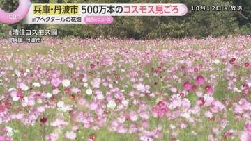 「季節の花を見るとうれしい」「これだけ植えるの大変」色とりどりの約500万本のコスモス見ごろ　兵庫・丹波市