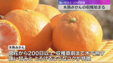 とろけるようなコク「木熟みかん」収穫始まる　前年1.5倍1200トンの出荷見込む　和歌山・田辺市