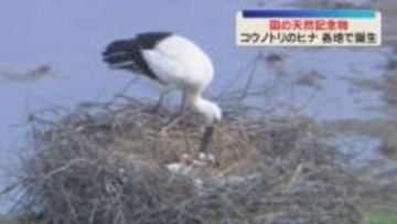 兵庫県内各地でコウノトリのヒナ誕生　昭和に絶滅も全国で繁殖確認　年内に700羽近くになる見込み