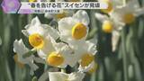 「“春を告げる花”スイセン見ごろ　美しい白い花優しい香りが訪れた人楽しませる　和歌山県・串本町大島」の画像1