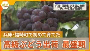 町内初のブドウが出荷　4年前から栽培　「元気に育ってくれた」糖度が高く濃厚な甘み