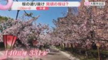 造幣局「桜の通り抜け」始まる　今年の花は『御衣黄』 140品種・331本　これから見ごろの桜も