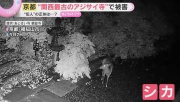 アジサイを「ムシャムシャ」関西最古の“アジサイ寺”で花がちぎられる被害　住職が仕掛けた防犯カメラに映った「犯人」は？