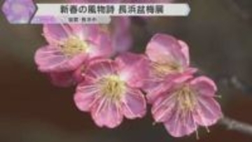 【新春の風物詩】梅の盆栽を集めた盆梅展　樹齢250年といわれる八重咲きの紅梅も　滋賀・長浜市