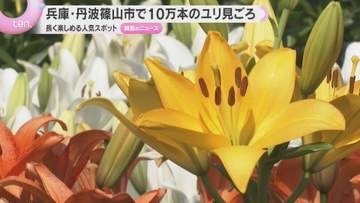 【見ごろ】赤、白、オレンジと色鮮やかな10万本のユリが咲く　今年は開花早め　兵庫・丹波篠山市