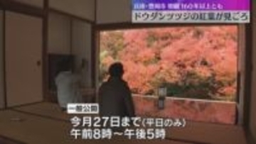 「普通の紅葉と全然違ちがう」ドウダンツツジの紅葉が見ごろ　樹齢160年以上とも　兵庫・豊岡市