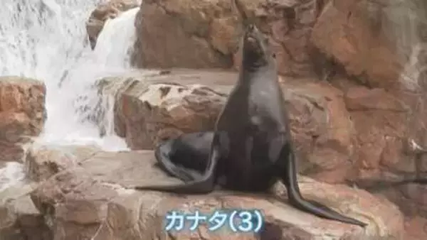 トドの「カナタ」元気に3歳　城崎マリンワールド