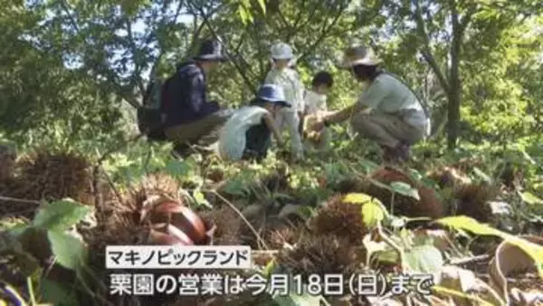 来園者にっこり！「帰って栗ご飯」　観光栗園で栗拾い賑わう　滋賀・高島市