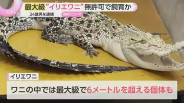 “世界最大級”イリエワニなどを無許可で飼育した疑い  自営業の男を逮捕  「違法であることは理解していた」