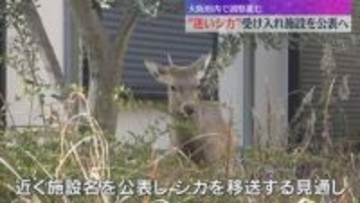 “迷いシカ”大阪府内の受け入れ施設を公表し移送へ　名前は吉村知事提案の「シカやん」が過半数
