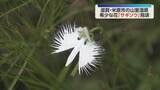 「シラサギが羽を広げたような純白の花　希少な「サギソウ」が見頃　　滋賀・米原市の石室湿原」の画像1