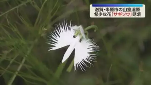 シラサギが羽を広げたような純白の花　希少な「サギソウ」が見頃　　滋賀・米原市の石室湿原