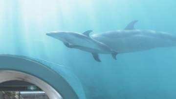 【すくすく】5月に産まれたマダライルカの赤ちゃん　母親と共にスイスイ泳ぐ姿に歓声　和歌山・太地町