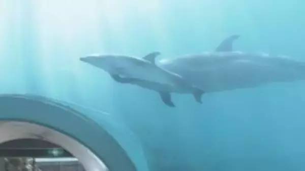 【すくすく】5月に生まれたマダライルカの赤ちゃん　母親と共にスイスイ泳ぐ姿に歓声　和歌山・太地町