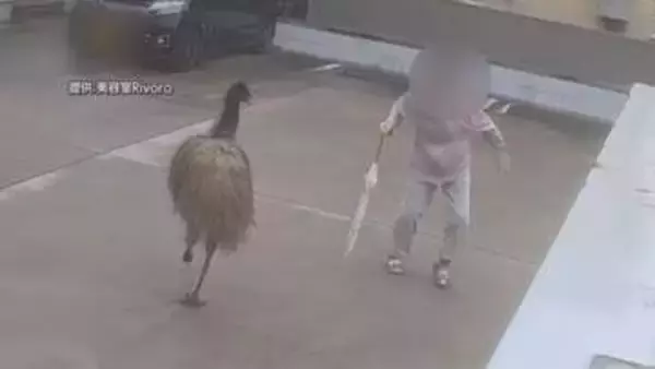 【一部始終】“巨大な鳥”捕獲劇をカメラがとらえる　約2時間に及び逃走…正体は移動動物園のエミュー　滋賀・守山市