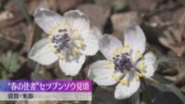 春の使者「セツブンソウ」見頃　3月上旬まで「準絶滅危惧種」にも指定され保護の対象に　滋賀・米原市