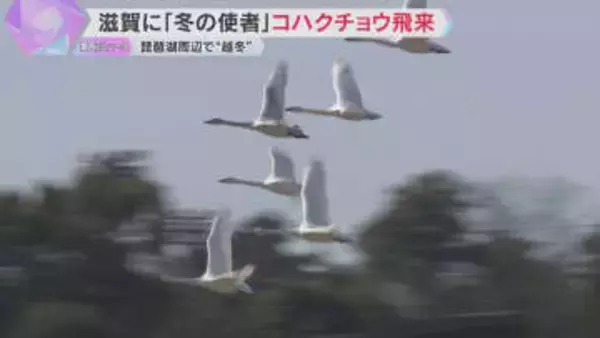 「冬の使者」コハクチョウ飛来　琵琶湖周辺で“越冬”500羽超　優雅に羽ばたく姿も　滋賀・長浜市