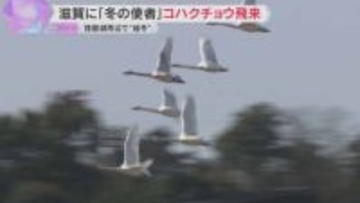 「冬の使者」コハクチョウ飛来　琵琶湖周辺で“越冬”500羽超　優雅に羽ばたく姿も　滋賀・長浜市