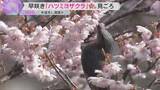 「「きれいでかわいくて感動」「今シーズン初めて」早咲きの桜見ごろ、今週末に満開　滋賀・大津市」の画像1