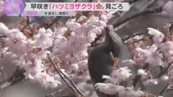 「きれいでかわいくて感動」「今シーズン初めて」早咲きの桜見ごろ、今週末に満開　滋賀・大津市