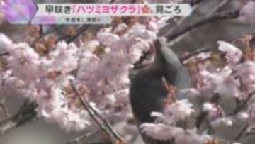 「きれいでかわいくて感動」「今シーズン初めて」早咲きの桜見ごろ、今週末に満開　滋賀・大津市
