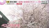 「奈良と和歌山で桜の開花発表　大阪城公園ですでに「ベニバスモモ」が満開　一足早いお花見スポット」の画像1