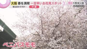 奈良と和歌山で桜の開花発表　大阪城公園ですでに「ベニバスモモ」が満開　一足早いお花見スポット