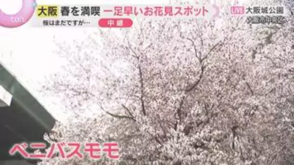 奈良と和歌山で桜の開花発表　大阪城公園ですでに「ベニバスモモ」が満開　一足早いお花見スポット