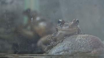 梅雨の時期も楽しんで「カエルと愉快な仲間たち展」和歌山・すさみ町のエビとカニの水族館
