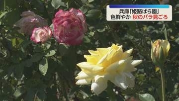 「カラフルなバラが映えて」「香りも良くて素晴らしい」秋に咲くバラ見ごろ　兵庫・姫路市の「姫路ばら園」