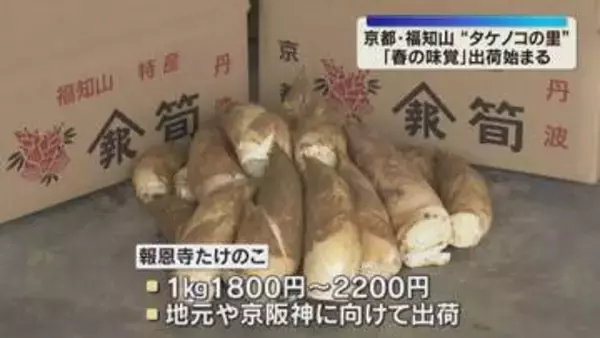 軟らかくえぐみが少ない「報恩寺タケノコ」の出荷始まる　今年は不作のウラ年も質は上々