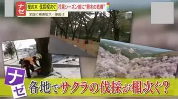 【ナゼ】｢断腸の思い…｣全国でサクラの木の伐採相次ぐ　原因は『クビアカツヤカミキリ』？専門家警鐘｢爆発的に増える可能性｣