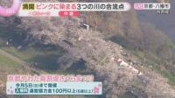 【空から花見①】川に挟まれた全長1.4キロの桜並木『背割提』風情ある花見クルーズも　京都・八幡市