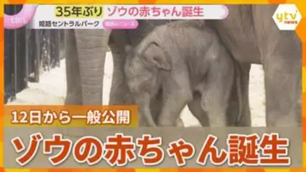 「体が震えた」35年ぶりアジアゾウの赤ちゃん誕生　12日（土）から一般公開　兵庫・姫路セントラルパーク